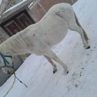 اسبی. سالم. سرحال