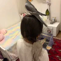 عروس هلندی جفت دستی|پرنده|تهران, شهرک پرواز|دیوار