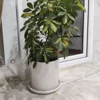 شفلرا ابلق|گل و گیاه طبیعی|قزوین, |دیوار