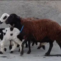 میش بره دار پلنگی بروجردی افشار