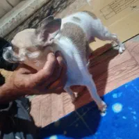 سگ شیبابا|سگ|قرچک, میرزائی شمالی|دیوار