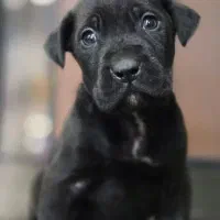 توله سگ امریکن پیت بول