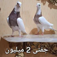 ۴ جفت کبوتر درجه یک|پرنده|اسلام‌شهر, شهرک واوان|دیوار