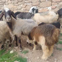 میش بره دار داشتی