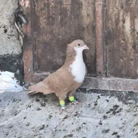 کرباتی زرد نر کاکل کرمانی