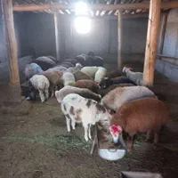 گوسفند زنده پرواری (بومهن)|حیوانات مزرعه|بومهن, |دیوار