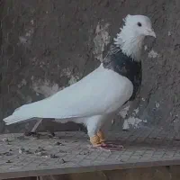 کبوتر