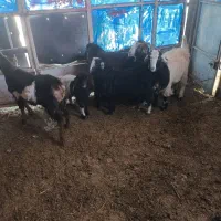 بزغاله|حیوانات مزرعه|بروجن, |دیوار