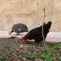 مرغ شاخدار و مرغ تخمگذار