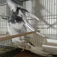 عروس هلندی مولد