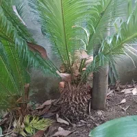 فروش گل گیاه طبیعی