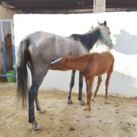 خرید و فروش اسب باری و پالونی