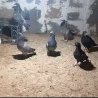 کبوتر|پرنده|ارم, |دیوار