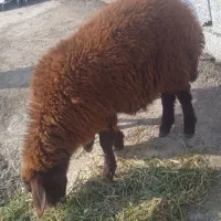 بره قزل افشار ماده