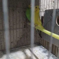 مرغ عشق های مولد و فنچ های کینگ ماده|پرنده|خرمدره, |دیوار