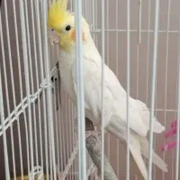 عروس هلندی لوتینو نر بالغ