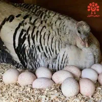 بوقلمون جفتی و خروس تعداد بالا فروشی|حیوانات مزرعه|کاشان, مشکات|دیوار