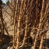 نهال فقط ۶۰ تومن|خدمات باغبانی و درختکاری|محمدیه-قزوین, |دیوار