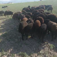 کودگوسفندی