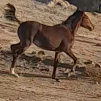 کره اسب|اسب و تجهیزات اسب‌سواری|برازجان, |دیوار