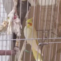 2عددعروس هلندی نر