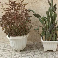 دو تا گلدان گل