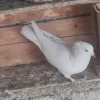 همه‌ جور هست|پرنده|قم, نخودی|دیوار