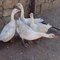 چهار تا غاز ارگانیک هم داشتی هم گوشتی