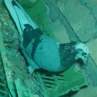 کبوتر شازده کاو گمشده