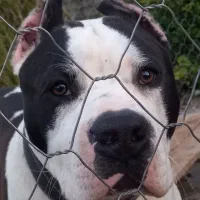 پیتبول(امریکن استافورد شایر)|سگ|لاهیجان, کوه بیجار|دیوار