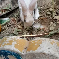 دو عدد خرگوش|موش و خرگوش|کرمانشاه, |دیوار