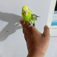 مرغ عشق|پرنده|فسا, |دیوار