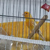 قناری نر مست بفروش می‌رسد