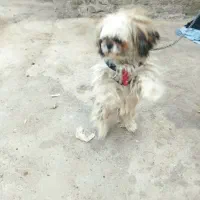 سگ خونگی نژاد شیتزوپیکینز ماده یکساله|سگ|نیشابور, شهرک رضوی|دیوار