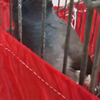 مرغ مینا ماده سخنگو