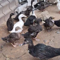 جوجه اردک کاملا سالم