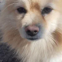 پاکوتاه تربیت شده