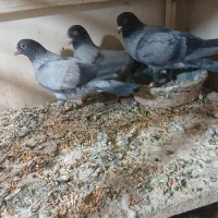 کبوتر موشی|پرنده|تهران, توحید|دیوار