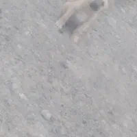 سگ  خراسانی