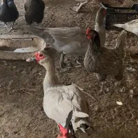 اردک روسی نقره‌ای