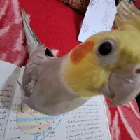 عروس هلندی نر بانمک سخنگو