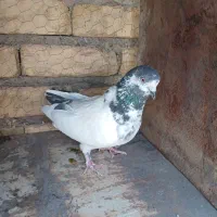 کبوتر ماده کله دمی