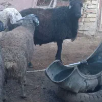 قوچ عتیقه|حیوانات مزرعه|ساروق, |دیوار