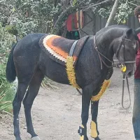 کره مادیون طوفان