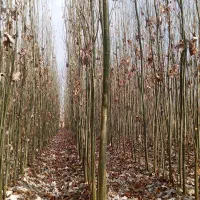 قره قواخ|گل و گیاه طبیعی|بکتاش, |دیوار