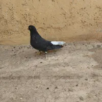 کفتر اصفهانی