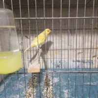 جوجه قناری نر