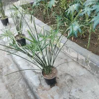 نخل مرداب