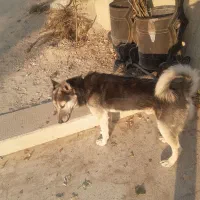 یک سگ گرگی خوشگل خوش قواره|سگ|جاجرود, |دیوار