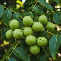 خرید نهال توت موزی با تضمین اصالت|خدمات باغبانی و درختکاری|سقز, |دیوار